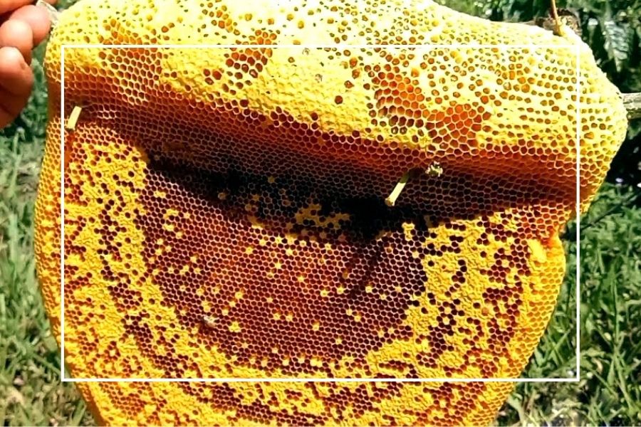 Tác dụng của mật ong rừng